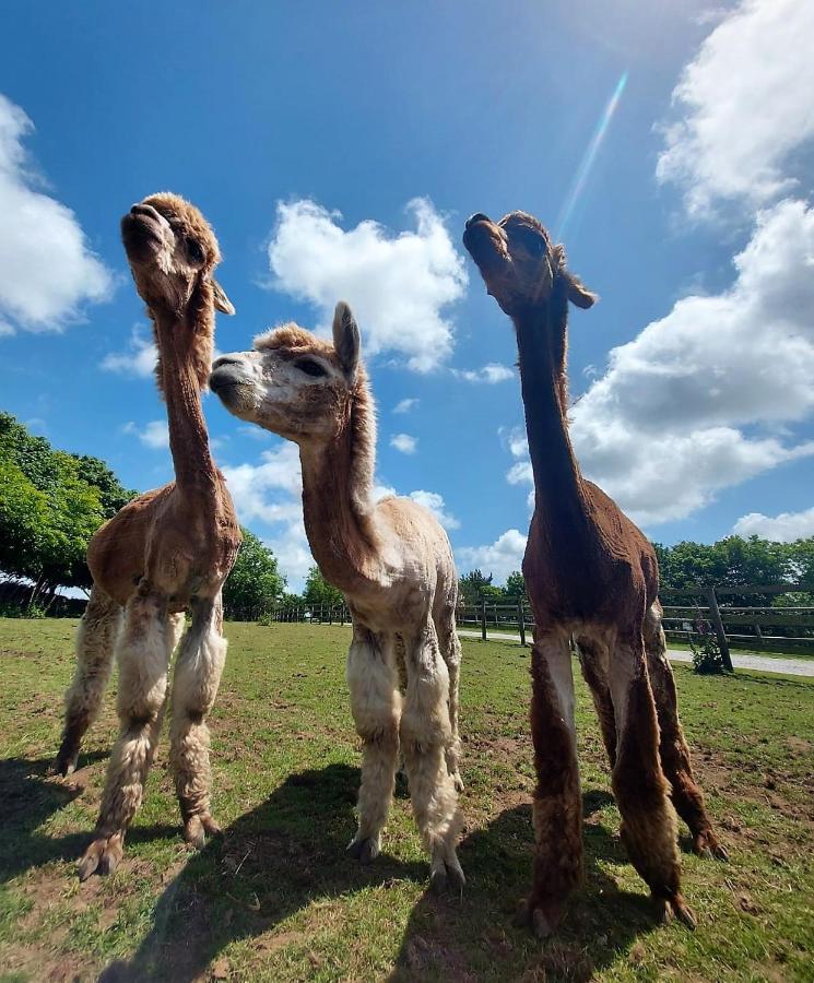 Cosy Barn On Rural Smallholding With Alpacas, Goats & Pigs Stithians Eksteriør bilde